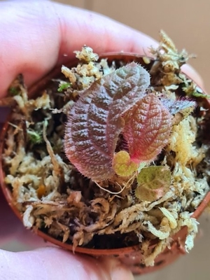 Sonerila spec Sumatra Red & green, Rarität Pflanze für Regenwald Terrarium, Melastomataceae, Bild 8