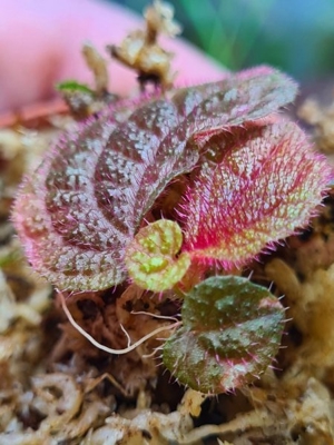 Sonerila spec Sumatra Red & green, Rarität Pflanze für Regenwald Terrarium, Melastomataceae, Bild 3