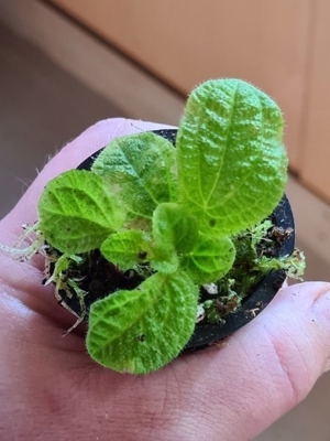 Sonerila spec Sumatra Red & green, Rarität Pflanze für Regenwald Terrarium, Melastomataceae, Bild 9