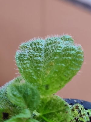 Sonerila spec Sumatra Red & green, Rarität Pflanze für Regenwald Terrarium, Melastomataceae, Bild 11