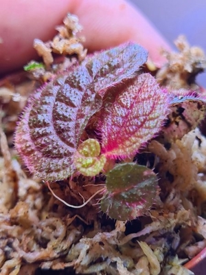 Sonerila spec Sumatra Red & green, Rarität Pflanze für Regenwald Terrarium, Melastomataceae, Bild 2