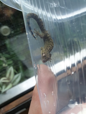 Jungferngecko / Lepidodactylus lugubris ,Zwerggecko, Gecko für Tropen Regenwald Terrarium Bild 5