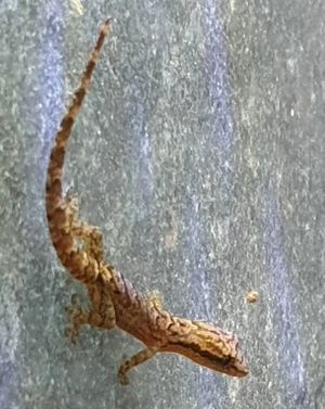Jungferngecko / Lepidodactylus lugubris ,Zwerggecko, Gecko für Tropen Regenwald Terrarium Bild 1