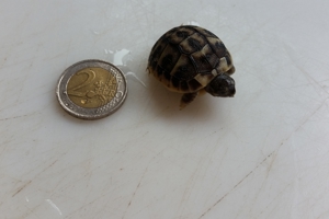 Maurische Landschildkröten NZ 2022 incl. EG-Bescheinigung Bild 5