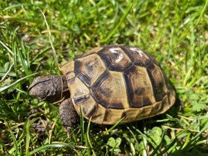 Maurische Landschildkröten NZ 2022 incl. EG-Bescheinigung Bild 3