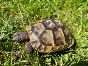 Maurische Landschildkröten NZ 2021+2022 incl. EG-Bescheinigung Bild 3