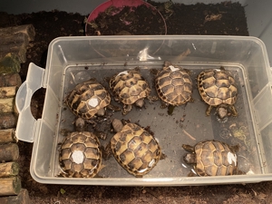 Griech.. Landschildkröten-Babys, 1 Jahr alt zu verkaufen Bild 2