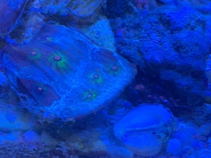 Echinophyllia chalice avatar Koralle lps Ableger Bild 2