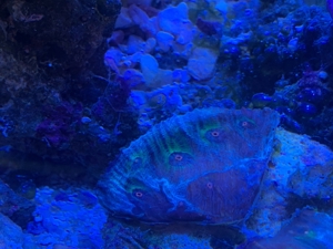 Echinophyllia chalice avatar Koralle lps Ableger Bild 3