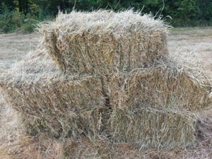 Heu in kleinen HD Ballen Ernte 2024