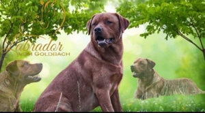 Labrador Deckrüde Foxred 