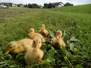Sachsenenten Küken und sehr gut befruchtete Bruteier Bild 6
