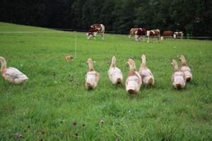 Sachsenenten Küken und sehr gut befruchtete Bruteier Bild 3