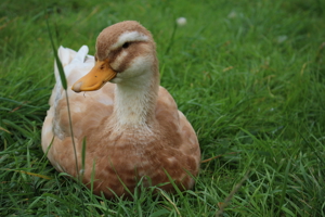 Sachsenenten Küken und sehr gut befruchtete Bruteier Bild 2