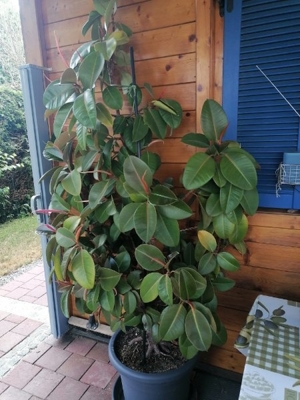 Gummibaum ( ficus elastic)