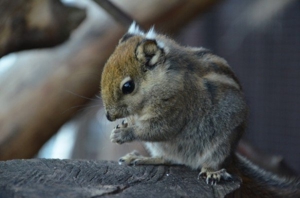 4 männliche Baumstreifenhörnchen