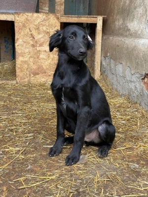 hübscher Kerl sucht endlich ein Zuhause Bild 3