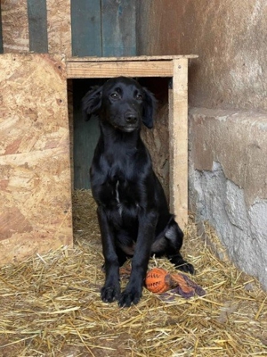 hübscher Kerl sucht endlich ein Zuhause Bild 2