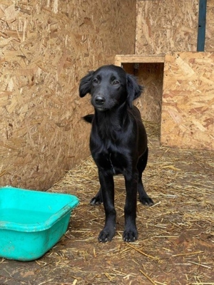 hübscher Kerl sucht endlich ein Zuhause Bild 4