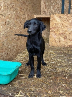 hübscher Kerl sucht endlich ein Zuhause Bild 5