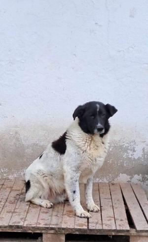 SOS Lumi sucht dringend ein Zuhause  Bild 3