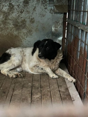 SOS Lumi sucht dringend ein Zuhause  Bild 2