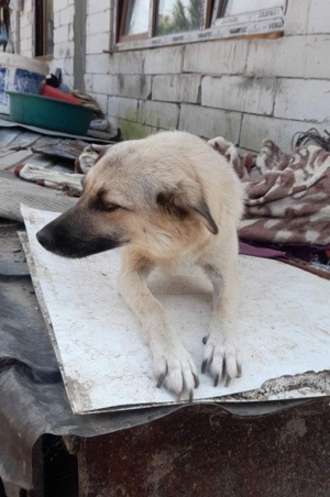 hübsche Maus wünscht sich ein Zuhause     Bild 2