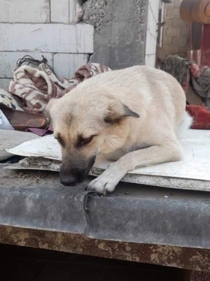 hübsche Maus wünscht sich ein Zuhause     Bild 3