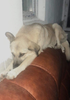 hübsche Maus wünscht sich ein Zuhause     Bild 4