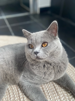 Deckkater bkh Blutgruppe B mit Stammbaum und Erfahrung Bild 4