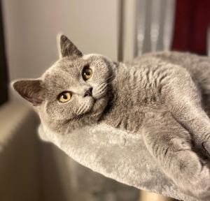 Deckkater bkh Blutgruppe B mit Stammbaum und Erfahrung Bild 3