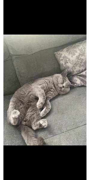 Deckkater bkh Blutgruppe B mit Stammbaum und Erfahrung Bild 5