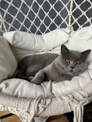 Deckkater bkh Blutgruppe B mit Stammbaum und Erfahrung Bild 6