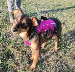 Shuri, sucht eine liebevolle Familie Bild 8 Shuri, sucht eine liebevolle Familie Bild 8