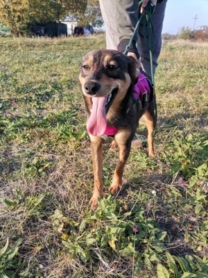 Shuri, sucht eine liebevolle Familie Bild 7 Shuri, sucht eine liebevolle Familie Bild 7