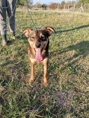 Shuri, sucht eine liebevolle Familie Bild 6 Shuri, sucht eine liebevolle Familie Bild 6