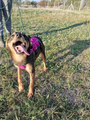 Shuri, sucht eine liebevolle Familie Bild 9 Shuri, sucht eine liebevolle Familie Bild 9