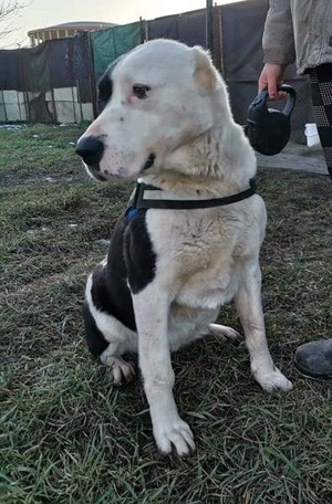 MONA - ruhiger menschenbezogener Herdenschutzhund (2 VIDEOS) Bild 2