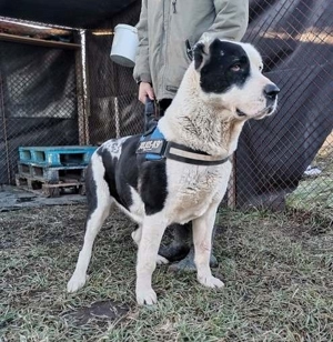 MONA - ruhiger menschenbezogener Herdenschutzhund (2 VIDEOS) Bild 3