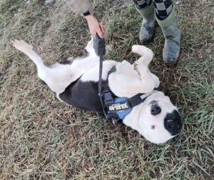 MONA - ruhiger menschenbezogener Herdenschutzhund (2 VIDEOS) Bild 4