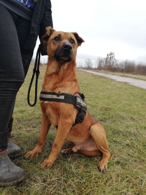 BUKSI 1 - von herzlosem Besitzer ausgesetzt (mit Videos) Bild 10