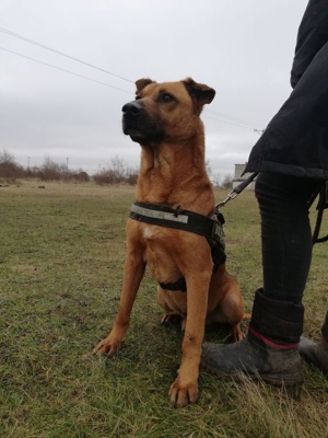 BUKSI 1 - von herzlosem Besitzer ausgesetzt (mit Videos) Bild 2