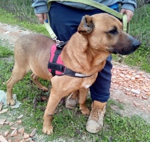 BUKSI 1 - von herzlosem Besitzer ausgesetzt (mit Videos) Bild 3