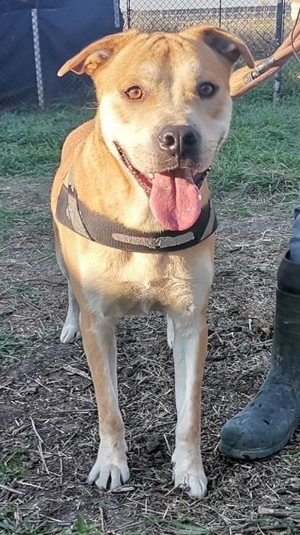 DIEGO - gelehrig und lieb, wurde nach 3 Jahren einfach abgeschoben (mit Videos) Bild 4