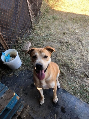 DIEGO - gelehrig und lieb, wurde nach 3 Jahren einfach abgeschoben (mit Videos) Bild 6