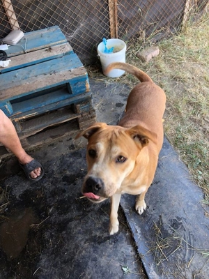 DIEGO - gelehrig und lieb, wurde nach 3 Jahren einfach abgeschoben (mit Videos) Bild 8