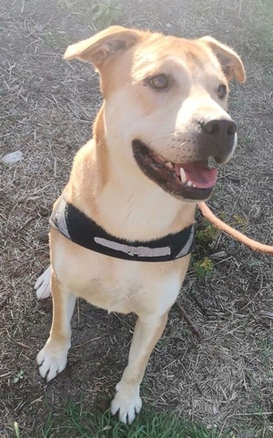 DIEGO - gelehrig und lieb, wurde nach 3 Jahren einfach abgeschoben (mit Videos) Bild 2