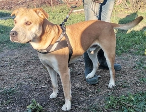 DIEGO - gelehrig und lieb, wurde nach 3 Jahren einfach abgeschoben (mit Videos) Bild 5