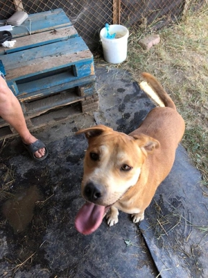 DIEGO - gelehrig und lieb, wurde nach 3 Jahren einfach abgeschoben (mit Videos) Bild 7