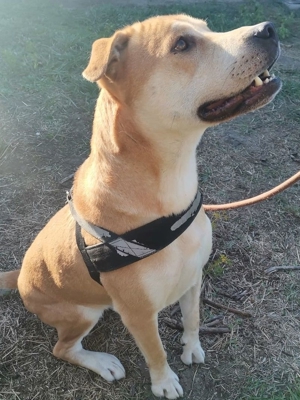 DIEGO - gelehrig und lieb, wurde nach 3 Jahren einfach abgeschoben (mit Videos) Bild 3